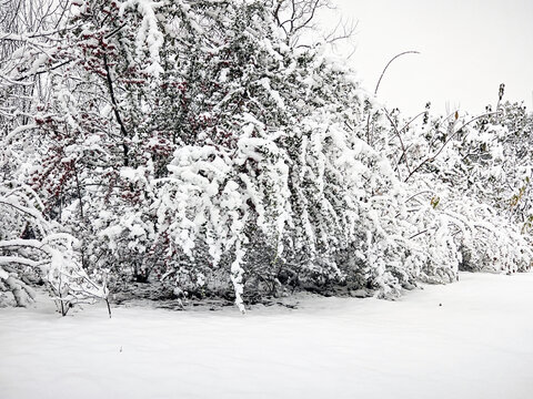 暴雪天气树上厚厚的积雪