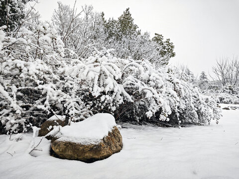 暴雪天气树上厚厚的积雪