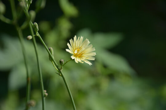 翅果菊