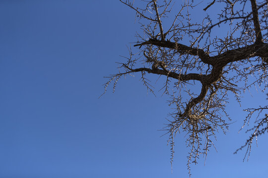 冬天的无叶银杏树