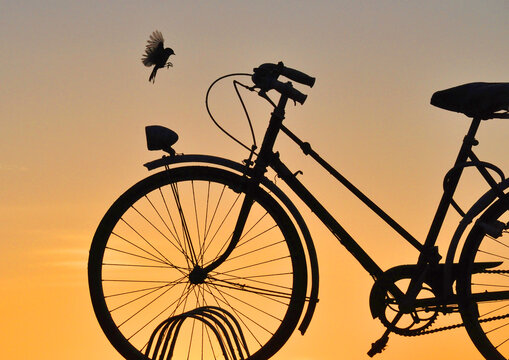 小鸟与自行车