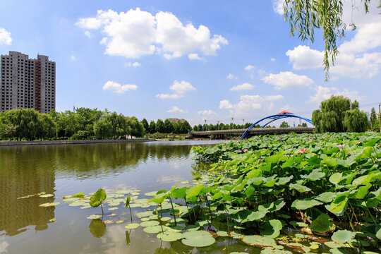 莒南鸡龙河湿地风光