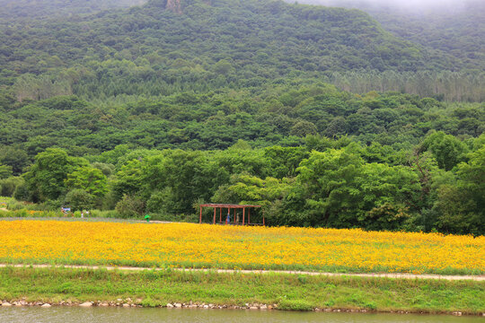 帽儿山花海