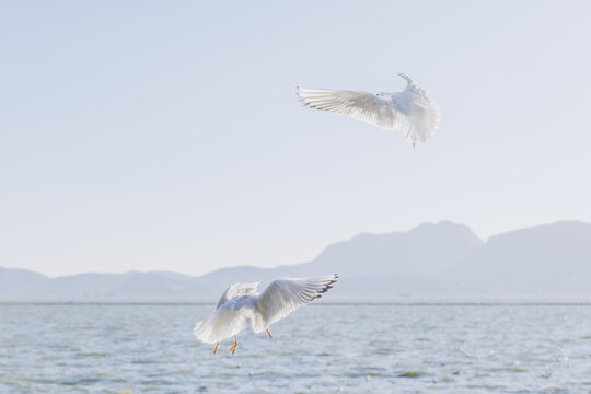 昆明海洪湿地公园飞翔的红嘴鸥