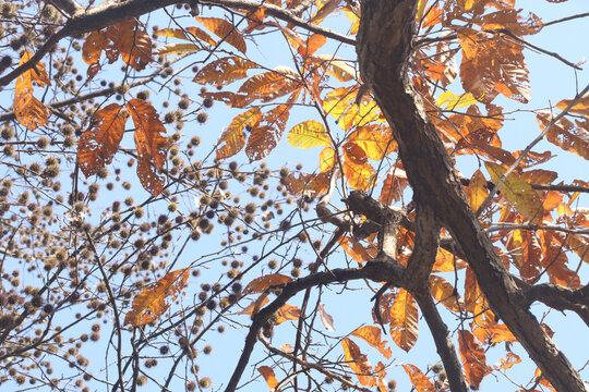 秋日树叶蓝天