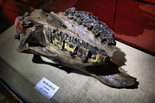 梅氏犀头骨化石