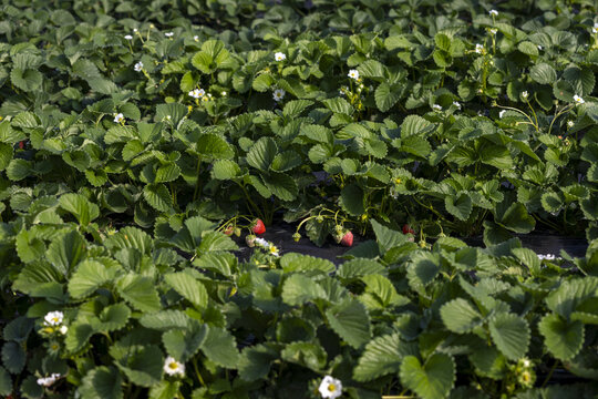 江南大棚覆盖地膜种植有机草莓