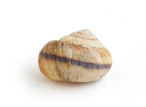 螺旋形的蜗牛壳
