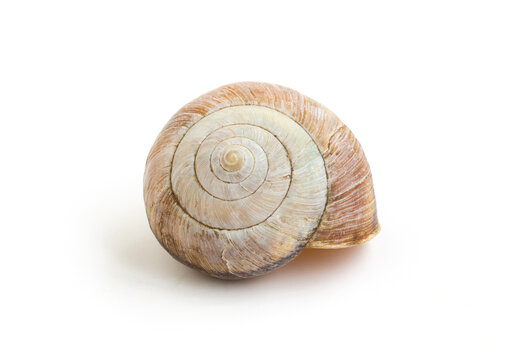 一只空的蜗牛壳