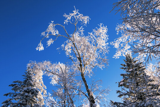 雾凇雪景