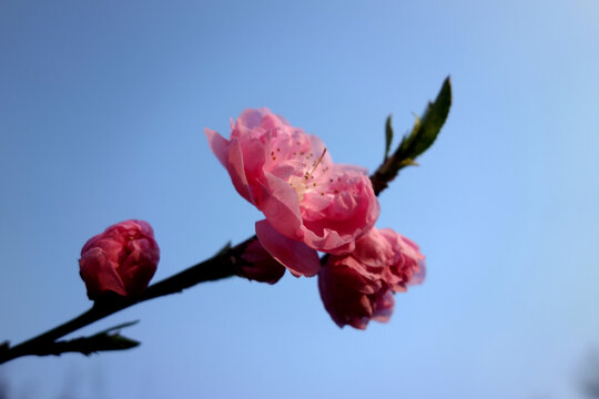 一枝桃花