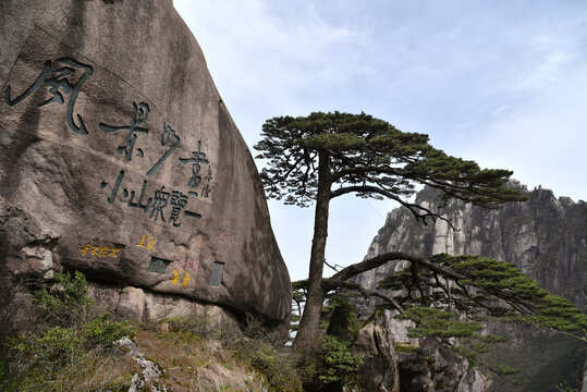 黄山迎客松