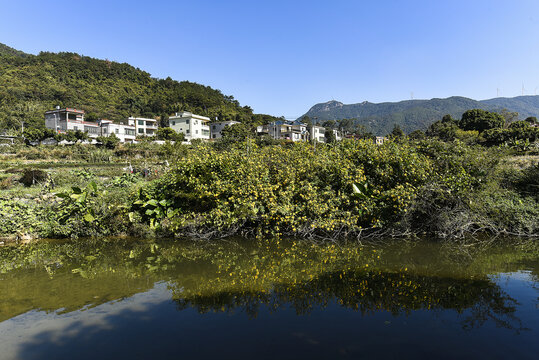 乡村景色