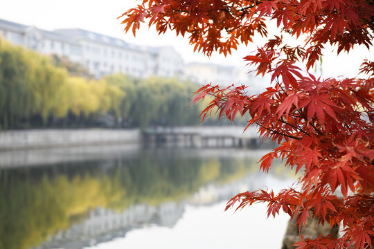 山东枣庄山亭区紫云湖公园秋景