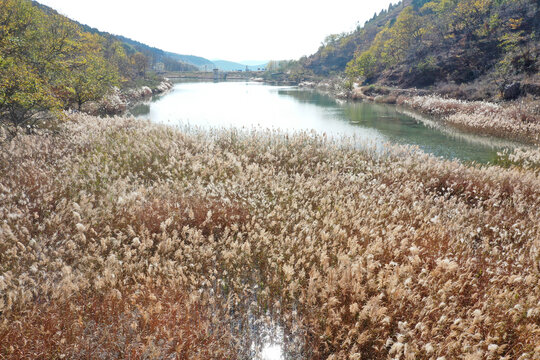 山东枣庄山亭区后峪水库芦花