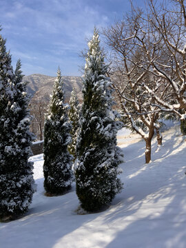 太行山上雪松