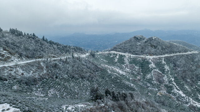 航拍冬季茶山风光