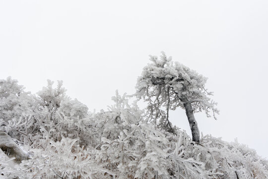 冬季大雪中的雾凇