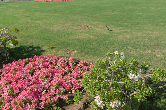 草坪花卉小鸟