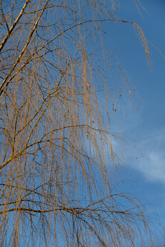 冬天垂柳树枝晴朗天空蓝天白云
