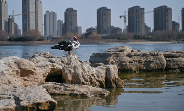 中国开封汴西湖彩虹桥建筑风光