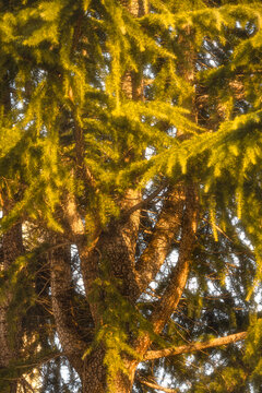 阳光打在松树上