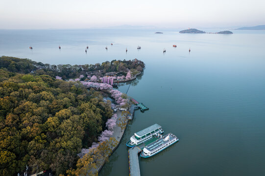 樱花盛开的无锡鼋头渚景区