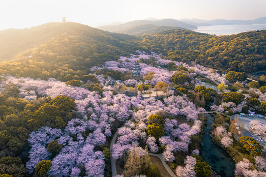 樱花盛开的无锡鼋头渚景区