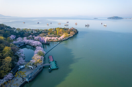 樱花盛开的无锡鼋头渚景区