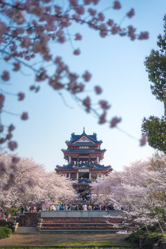 樱花盛开的无锡鼋头渚景区