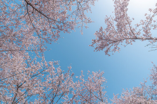 樱花盛开的无锡鼋头渚景区