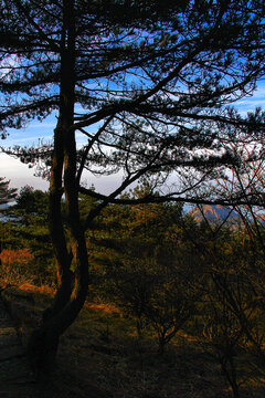 黄山松树