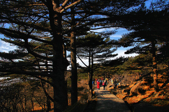 黄山松黄山山顶