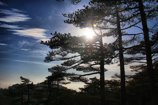 黄山松树黄山风光