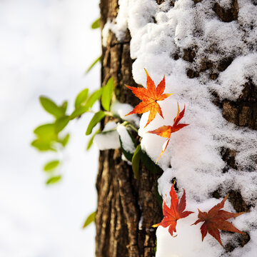济南泉城公园冬天红叶雪景