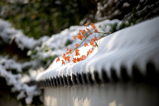 济南泉城公园冬天红叶雪景