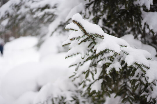 树枝上的积雪