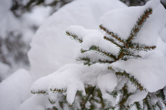 树枝上的积雪