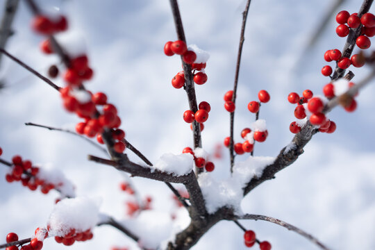 雪中的红色果实