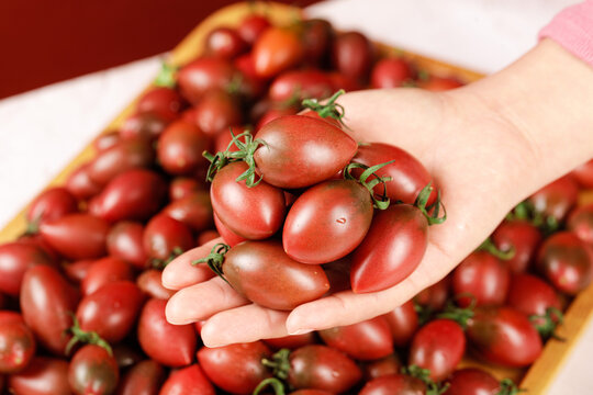 手里拿着混色小番茄