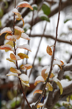 树枝上的雪花1