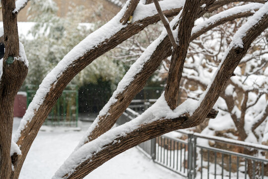 积雪