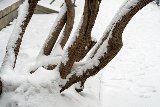 积雪