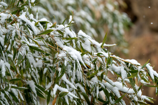 树枝上的雪花