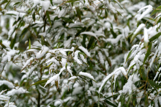 树枝上的雪花