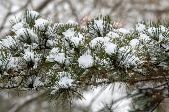 雪挂枝头