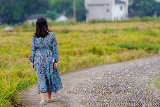 稻田边小路