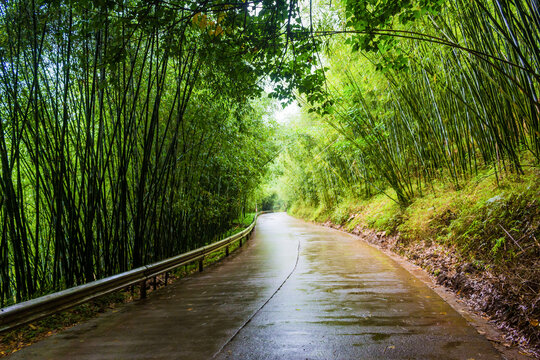 四川宜宾高县可久镇竹林景观