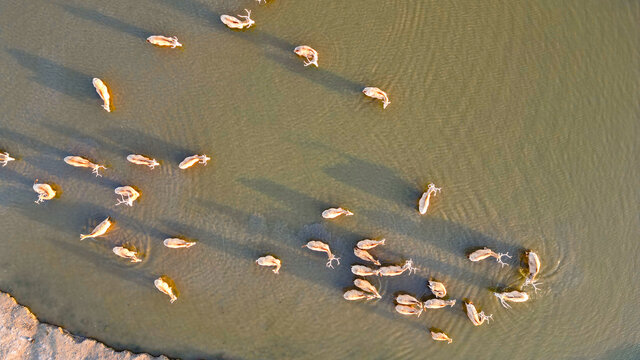 杭州湾湿地公园麋鹿航拍