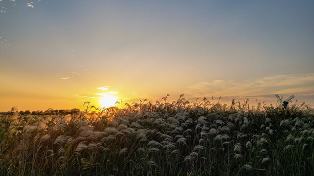 杭州湾湿地公园秋色夕阳芦苇